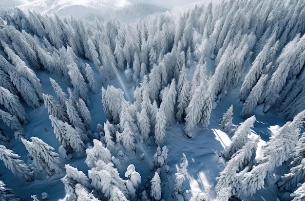 as árvores cobertas de neve no estilo de abstrações aéreas