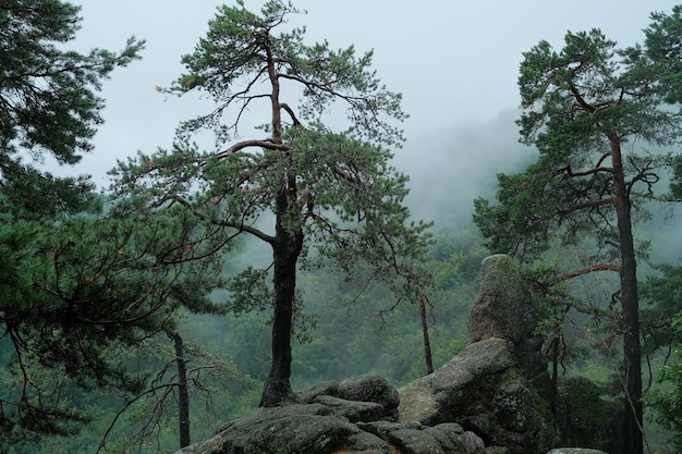 As árvores crescem em um nevoeiro de montanha de pedra nas montanhas balançam com neblina de árvores na floresta