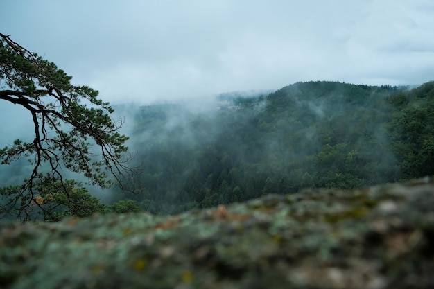 As árvores crescem em um nevoeiro de montanha de pedra nas montanhas balançam com neblina de árvores na floresta