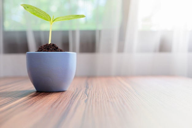 As árvores crescem em vasos. Adoro plantas.