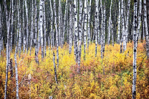 Foto as árvores de aspen no outono