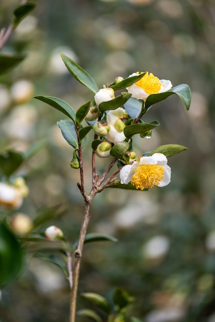 As árvores de chá no jardim de chá estão em plena floração.