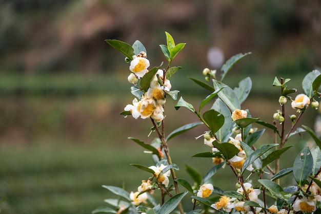 As árvores de chá no jardim de chá estão em plena floração.