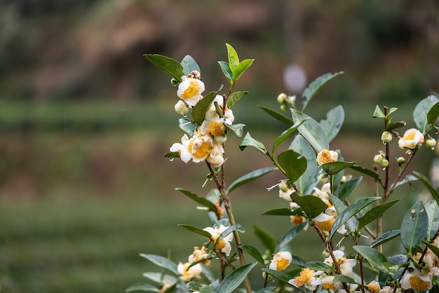 As árvores de chá no jardim de chá estão em plena floração