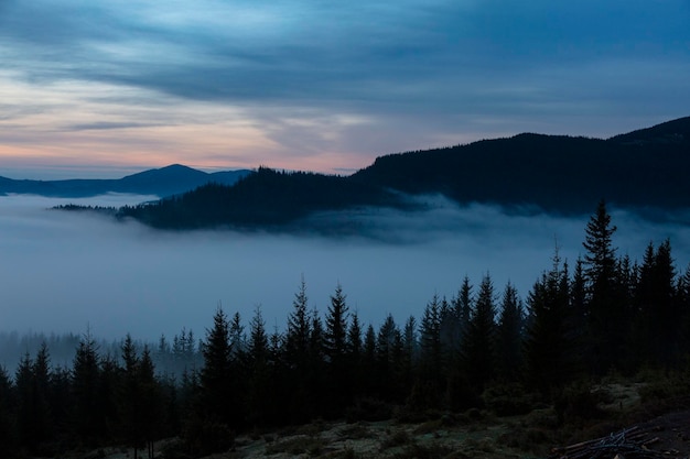 As árvores estão envoltas em nuvens da manhã