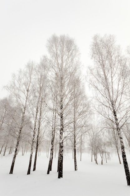 As árvores fotografadas em uma temporada de inverno.