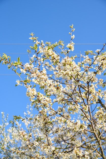 As árvores frutíferas florescem na primavera contra um fundo de céu azul e outras árvores floridas. Fechar-se .