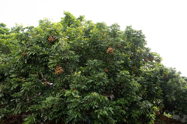 As árvores longan verdes do campo estão cheias de frutas