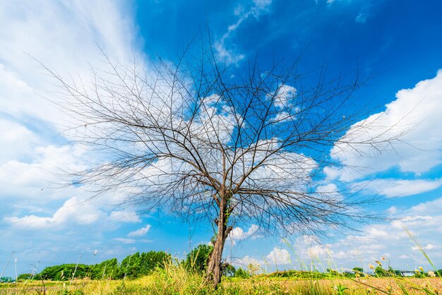 As árvores são deixadas com galhos Silhuetas de troncos e galhos um solo de prado em um campo de arroz com nuvens fofas céu azul fundo de luz do dia