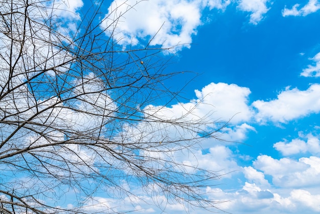 As árvores são deixadas com galhos silhuetas de troncos e galhos um solo de prado em um campo de arroz com nuvens fofas céu azul fundo de luz do dia