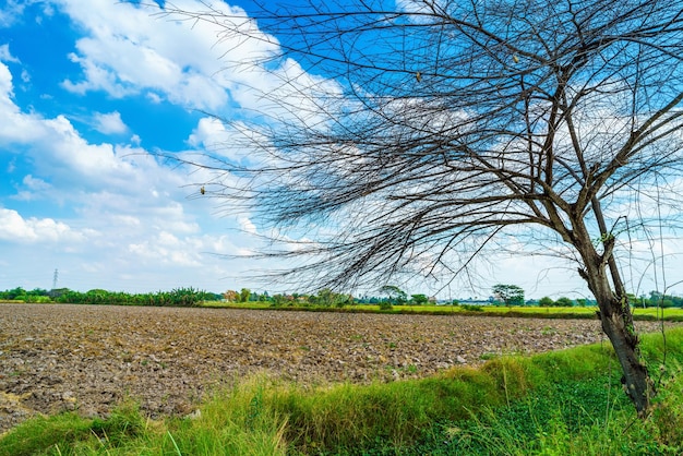 As árvores são deixadas com galhos Silhuetas de troncos e galhos um solo de prado em um campo de arroz com nuvens fofas céu azul fundo de luz do dia