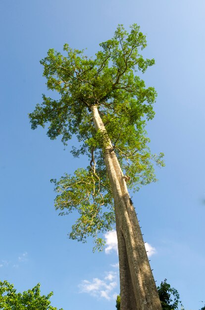 As árvores são muito altas e bonitas céu