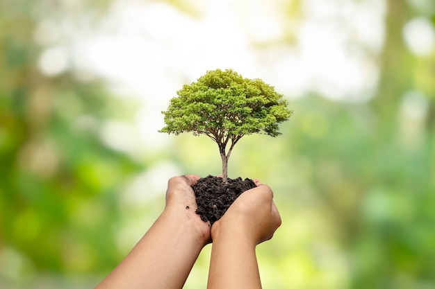 As árvores são plantadas no solo em mãos humanas com fundos verdes naturais, o conceito de crescimento das plantas e proteção ambiental.