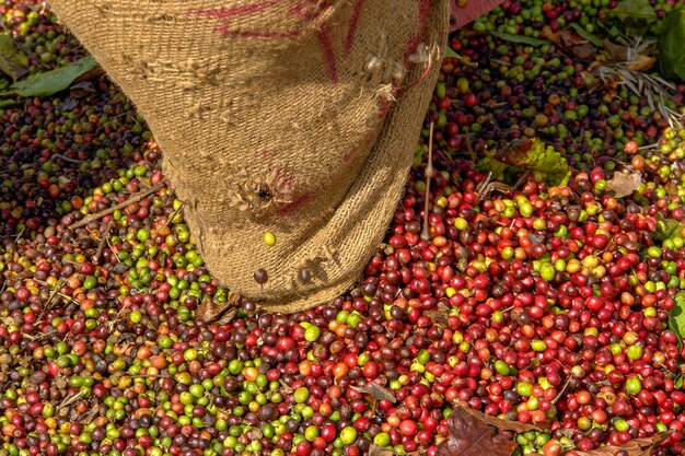 As bagas de café arábica secam ao sol nas plantações agrícolas nos Ghats ocidentais de Kerala, na Índia