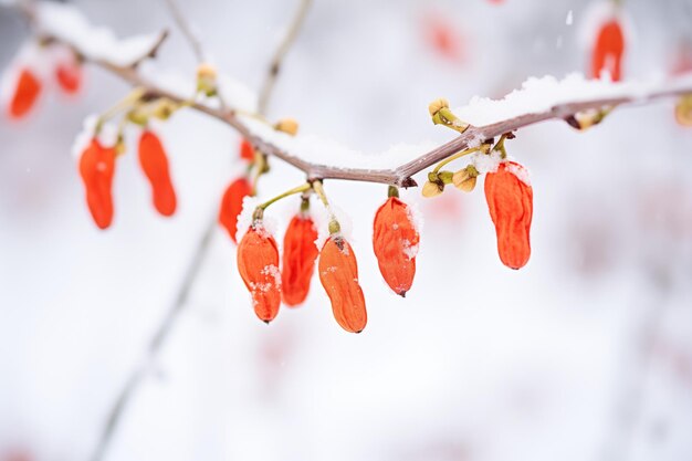 Foto as bagas de goji pulverizadas com neve agarradas aos caules