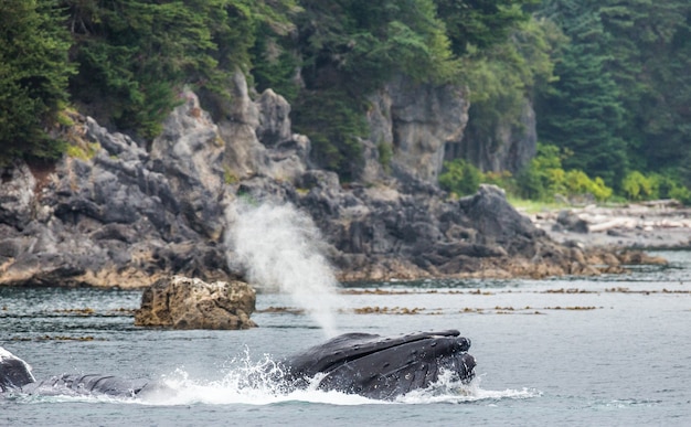 As baleias jubarte estão soltando as fontes. Área do estreito de Chatham. Alasca. EUA.