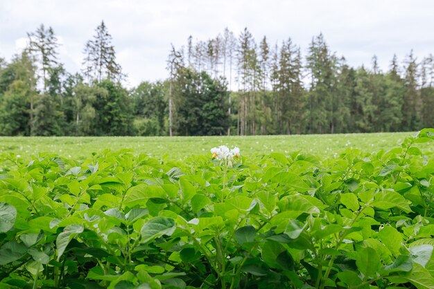 As batatas são plantadas em fileiras no campo. Folhagem verde de batatas. Cultivo de batatas em um grande campo. Plantas de batata com flores. Terras agrícolas.