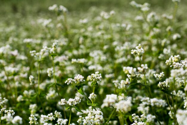 As belas flores de trigo sarraceno no campo