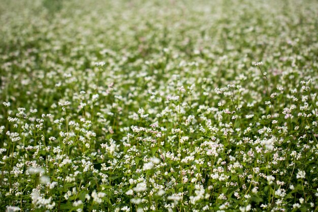 As belas flores de trigo sarraceno no campo