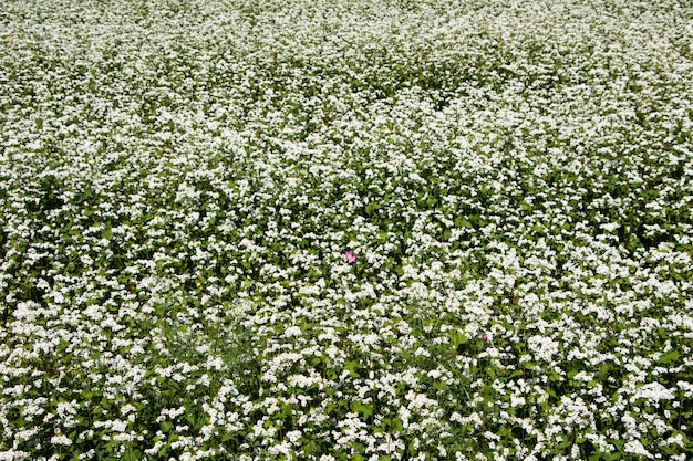 As belas flores de trigo sarraceno no campo