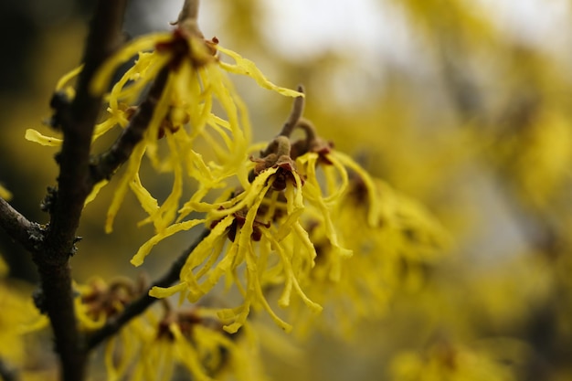 As belezas amarelas da avelã florecem no início da primavera.