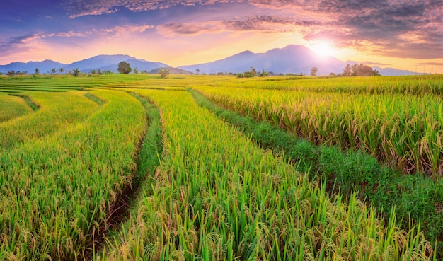 As belezas naturais do campo com campos de arroz quando cresce verde e montanhas azuis quando o sol nasce