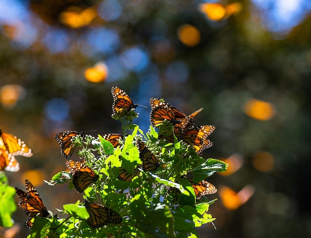 As borboletas-monarca Danaus plexippus estão sentadas em galhos na floresta no parque Reserva El Rosario da Biosfera Monarca Angangueo Estado de Michoacan México