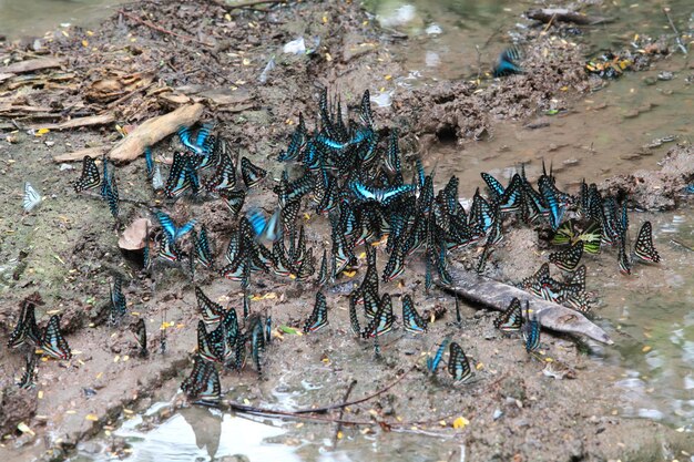 As borboletas são abundantes na floresta.