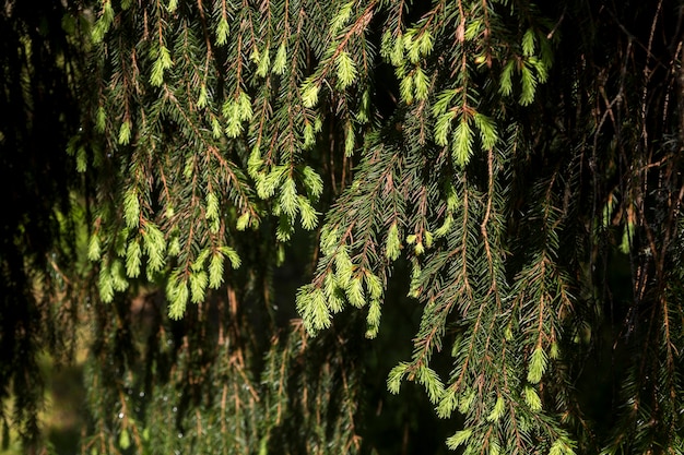 As borlas jovens de abeto são iluminadas pelo sol da manhã Ramos na floresta de verão