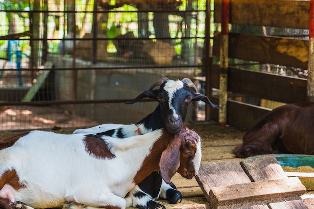As cabras marrom e branco, lançadas em palha em uma fazenda