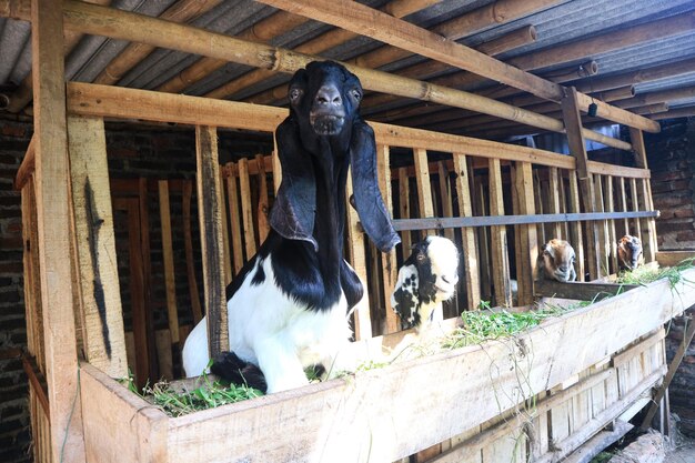 As cabras pastam nas cabras da fazenda em close-up em uma ecofarm em uma caneta O conceito de pastagem de gado