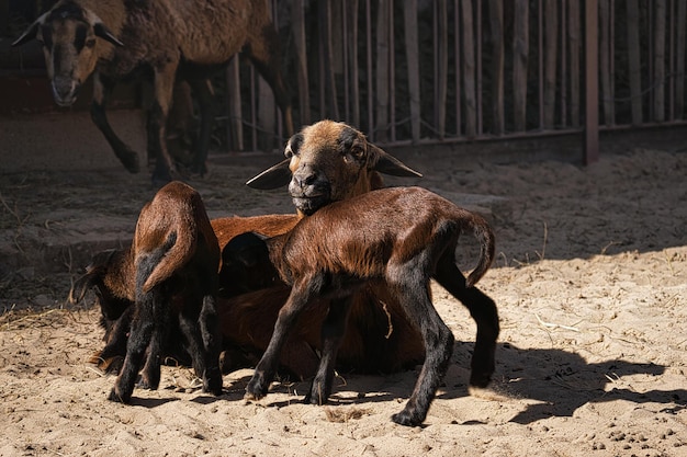 As cabras são animais de fazenda Eles são interessantes de assistir, especialmente se forem animais jovens