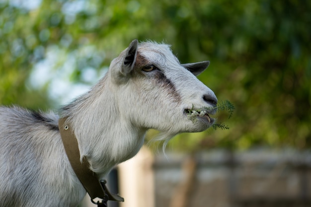 As cabras são pastadas no pasto