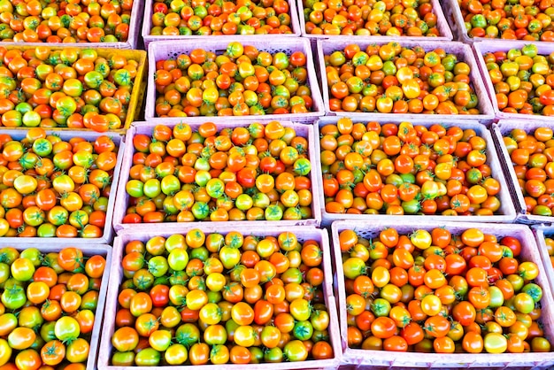 As caixas de tomate contêm produtos para exportação para os mercados asiáticos