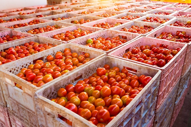 As caixas de tomate contêm produtos para exportação para os mercados asiáticos