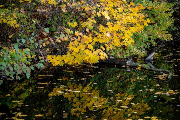 As casas de água do lago outono deixam amarelo