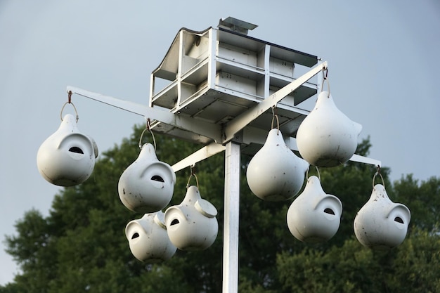 As casas de pássaros de forma redonda penduradas em cor branca