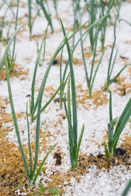 As cebolas crescem no verão no jardim. granizo caiu na cama de cebola