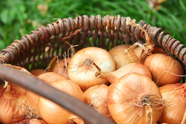 As cebolas frescas colhem na cesta de madeira na grama.