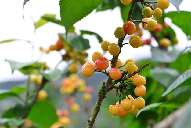 As cerejeiras na fazenda amadurecem e se transformam em cerejas no verão