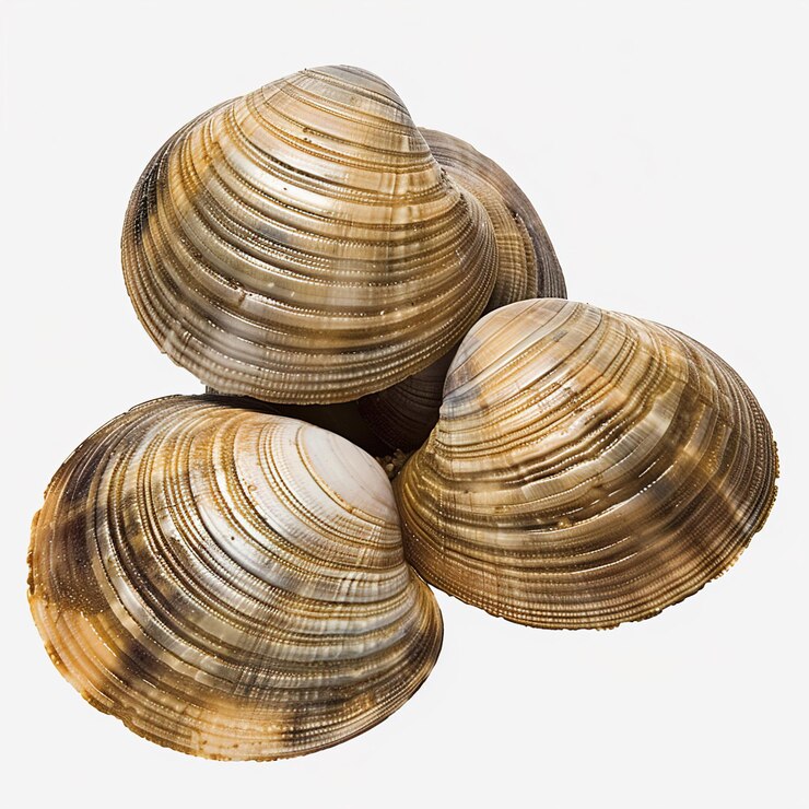 Foto as clamas asari isoladas em fundo transparente ou branco png isolado em fundo branco centro do quadro centro da tela sem sombra ou estilo de texto bruto job id 940df7c323ef4a6bbbd983414d65999c