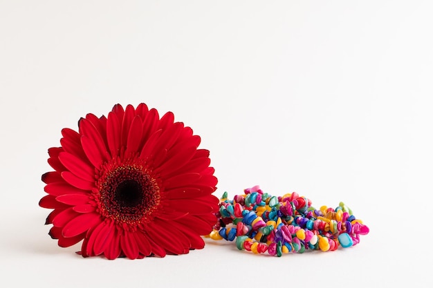 As coisas das mulheres em um objeto principal do fundo branco são a flor vermelha do gerbera