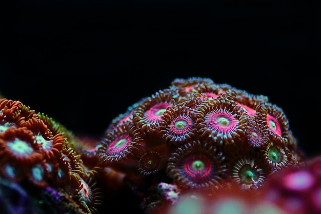 As colônias de pólipos zoanthid são uma decoração viva colorida incrível para cada tanque de aquário de recife de coral