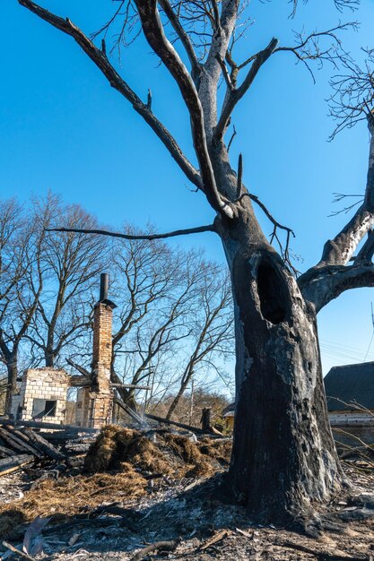 As consequências de um incêndio florestal e incêndio criminoso de folhagem seca Árvores e grama carbonizada na floresta Cinzas no chão após um incidente no parque Proteção ambiental