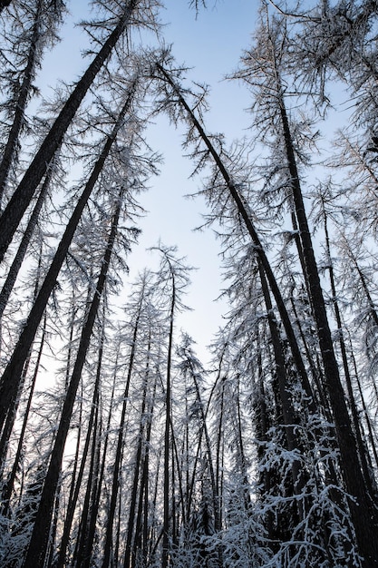 As copas das árvores de inverno vistas olhando para o pôr do sol vista inferior árvores céu azul troncos de lariços floresta abs...