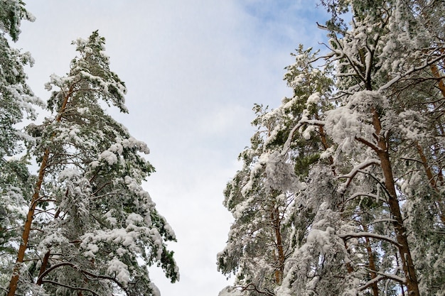 As copas das árvores na neve em um dia ensolarado nas laterais e o céu no meio. Paisagem de inverno na Letônia.