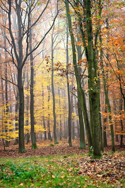 As cores do outono na floresta estacional decidual