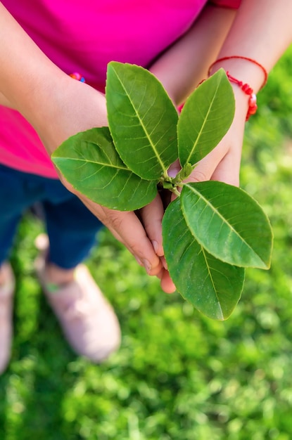 As crianças cuidam da árvore natural em suas mãos Foco seletivo