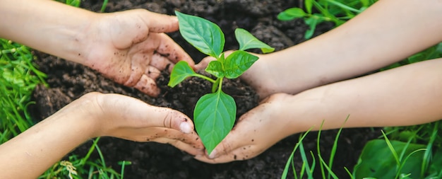 As crianças plantam plantas no jardim.