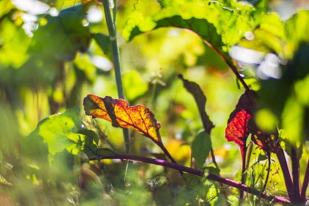 As culturas de beterraba plantadas no solo amadurecem sob o sol Terra cultivada de perto com broto Planta agrícola crescendo na fileira da cama Cultura alimentar natural verde